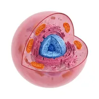 Animal Cell