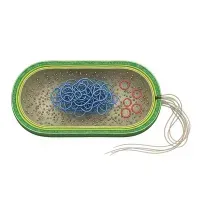 Bacterial Cell
