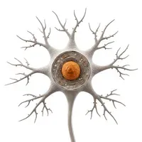 Neuron