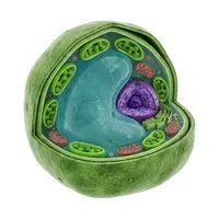 Plant Cell