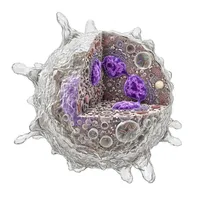 White Blood Cell