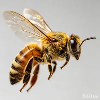 Honeybee
