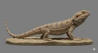 Central Bearded Dragon