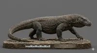 Komodo Dragon