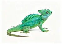 Plumed Basilisk